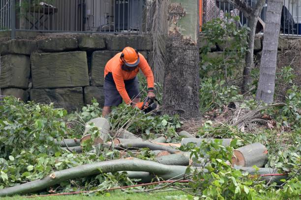 How Our Tree Care Process Works  in  South Dennis, NJ